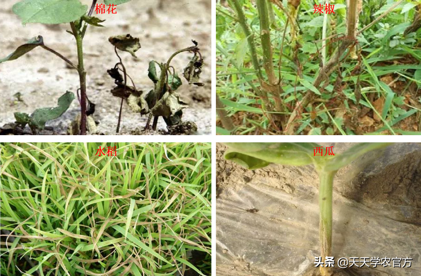 叶片坏死腐烂、各种色斑出现?真菌病害到底有哪些?看完就知道