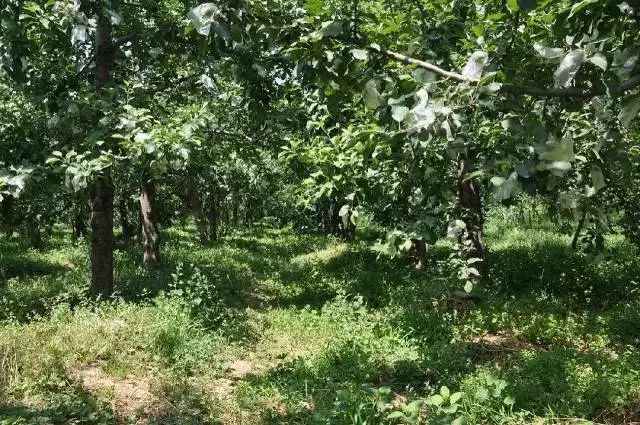 果树夏管的几点建议：浇水不浇水，果树说了算！