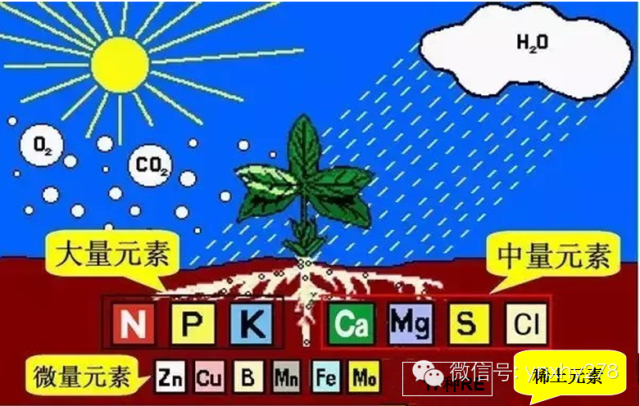 植物所需的必要元素的分类